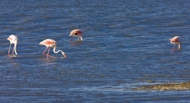 火烈鳥；公園區(qū)域de Camargue；普羅旺斯；法國