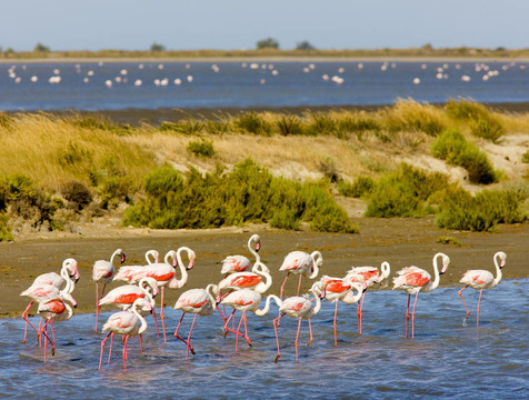 火烈鳥；公園區(qū)域de Camargue；普羅旺斯；法國