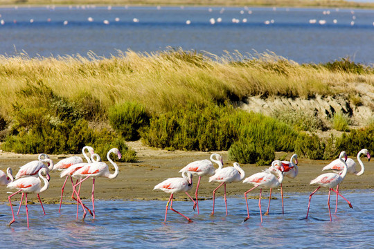 火烈鳥(niǎo)；公園區(qū)域de Camargue；普羅旺斯；法國(guó)