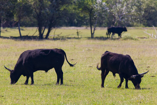 公牛；公園區(qū)域de Camargue；普羅旺斯；法國(guó)