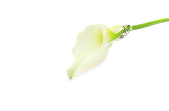 兩個結(jié)婚戒指在馬蹄蓮的花