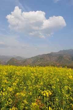油菜花開