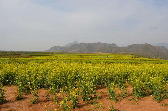 油菜花開