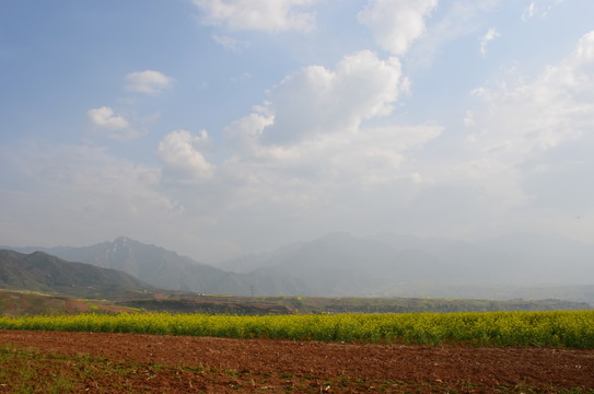 油菜花開(kāi)