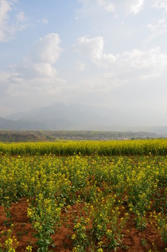 油菜花開(kāi)