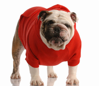 用可愛的表情站在穿紅毛衣的斗牛犬