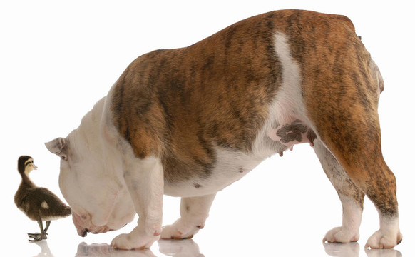 斗牛犬嗅小綠頭鴨屁股