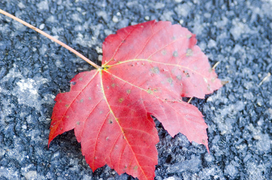 紅色的楓葉