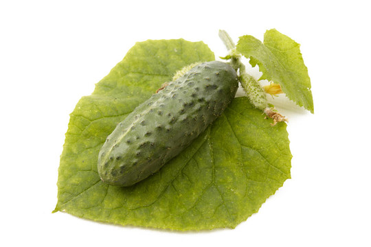離體黃瓜