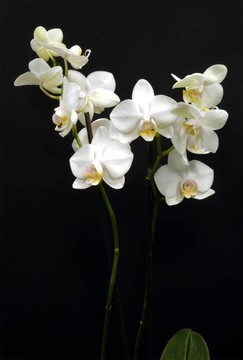 白蘭花