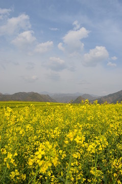油菜花開