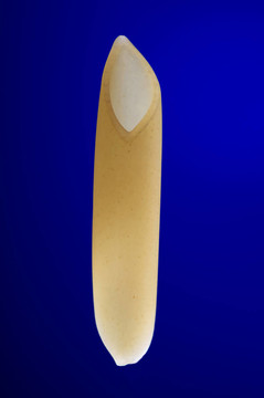 藍(lán)色干意大利面