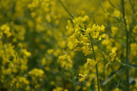 油菜花