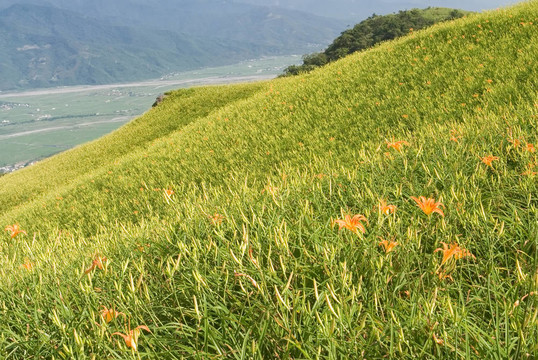 美麗的老虎百合農(nóng)場