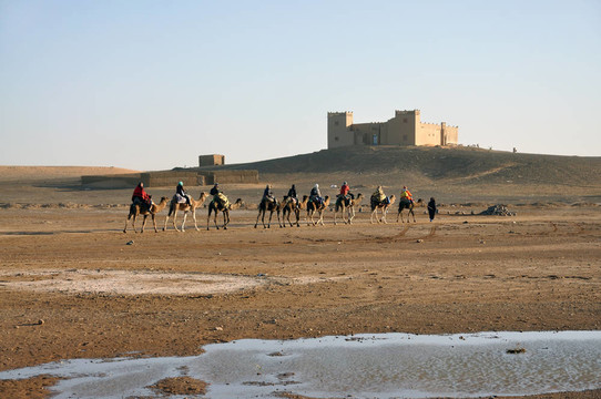 在撒哈拉沙漠的梅尔祖卡骆驼之旅；摩洛哥；北非