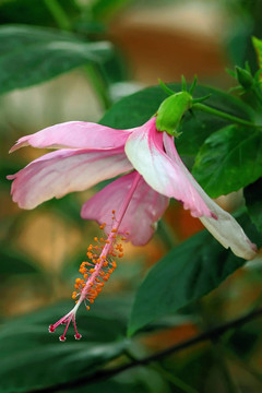 木槿