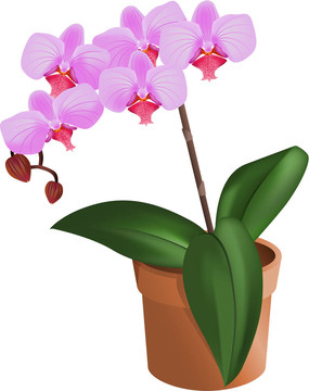 蘭花