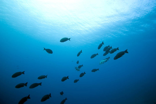 海洋和魚