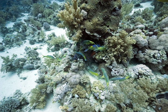 珊瑚和魚