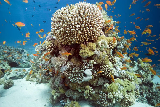 珊瑚和魚