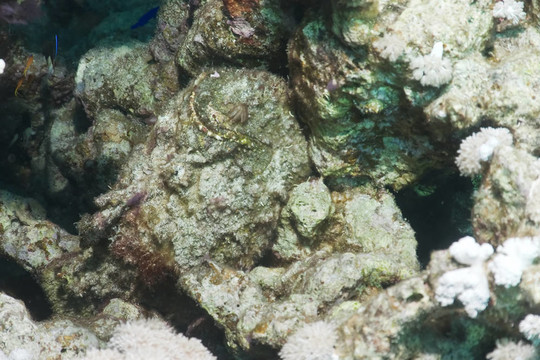 珊瑚和石魚
