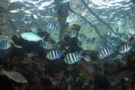 珊瑚和魚