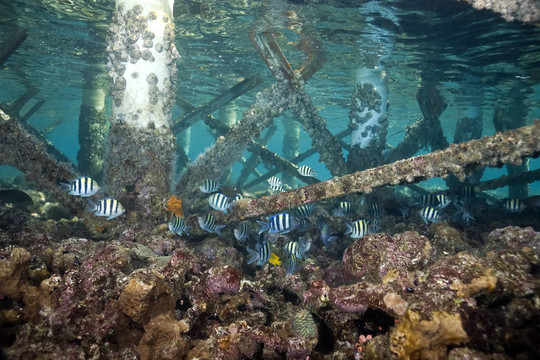 珊瑚和魚