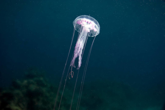 水母
