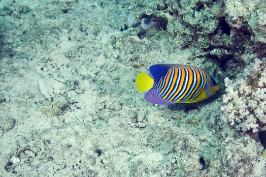 珊瑚和魚