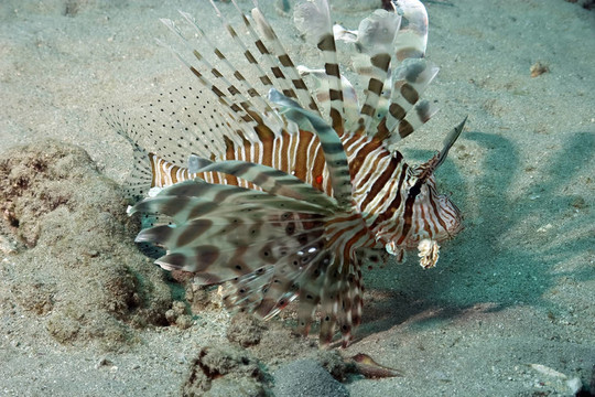 珊瑚和獅子魚