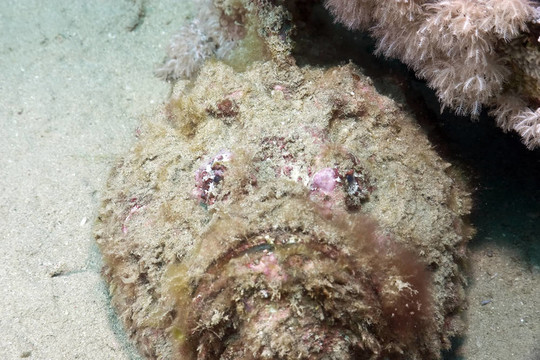 珊瑚和石魚
