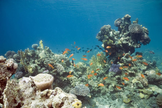 珊瑚和魚