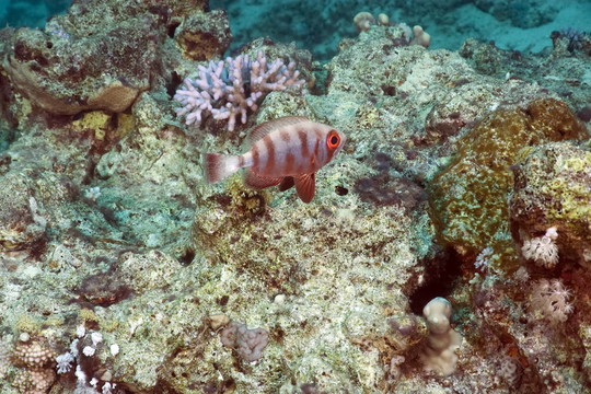 珊瑚和魚(yú)
