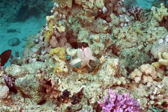 珊瑚和魚
