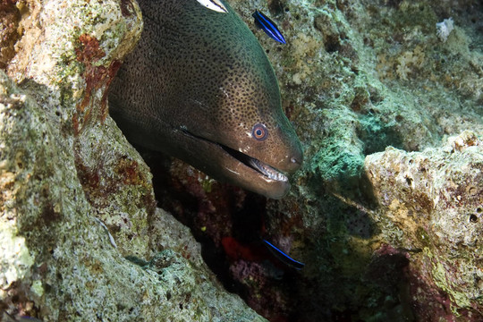 珊瑚和魚