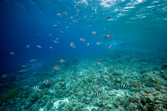 珊瑚和魚(yú)