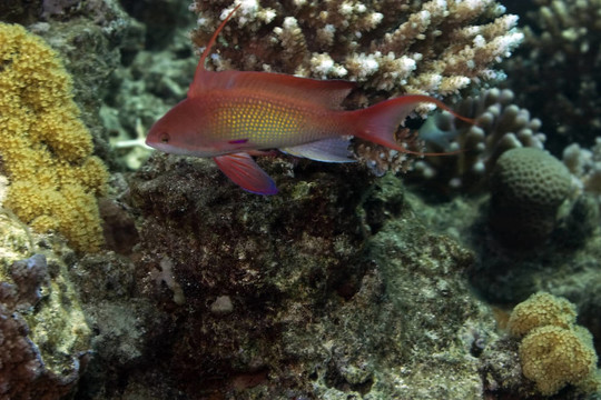 lyretail anthias