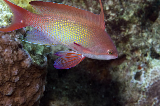 lyretail anthias