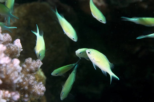 珊瑚和藍(lán)鰓魚(yú)