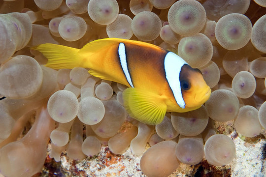 氣泡海葵和小丑魚