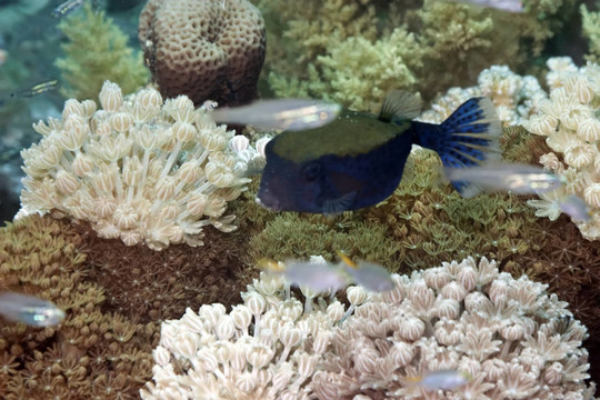 Boxfish