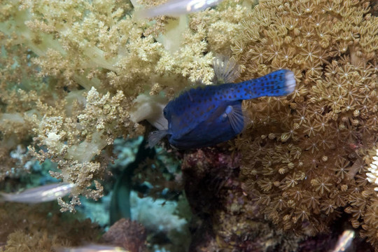 Boxfish