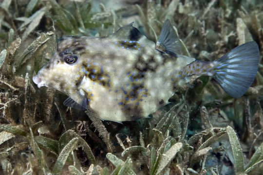 刺魚(yú)Boxfish