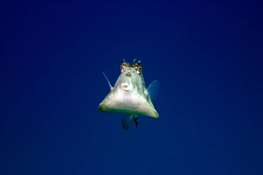 刺魚(yú)Boxfish