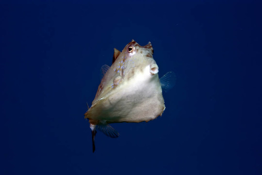 刺魚Boxfish
