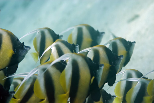 鰭魚