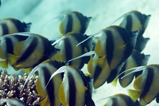 鰭魚