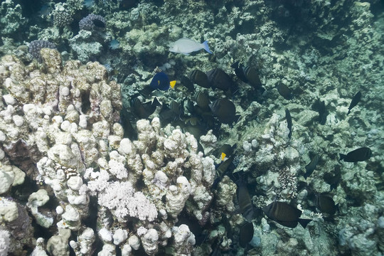 珊瑚和魚
