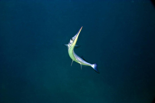 頜針魚
