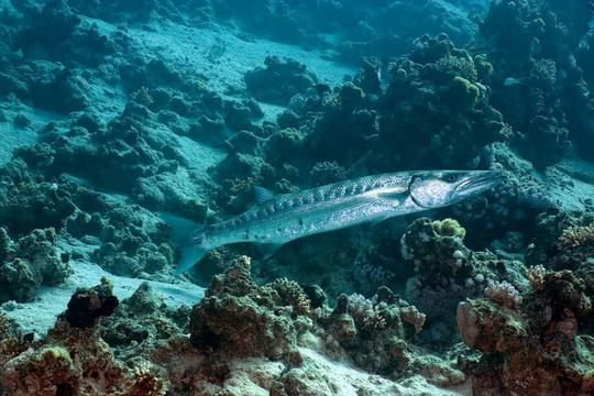 大梭魚